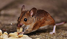 24 Hour & Emergency Exterminators in Harwood Heights, IL